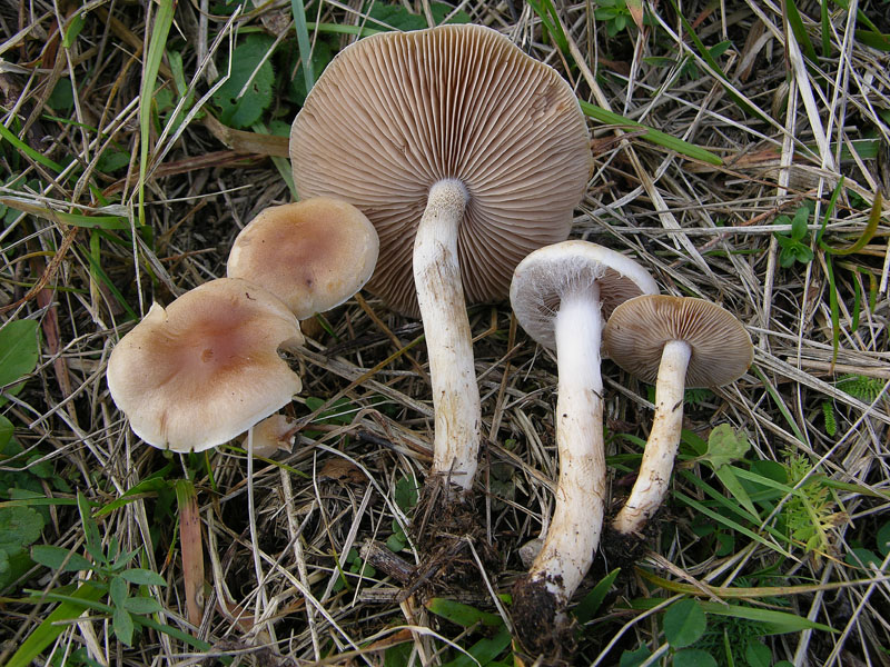 Funghi di sabato 08 novembre.